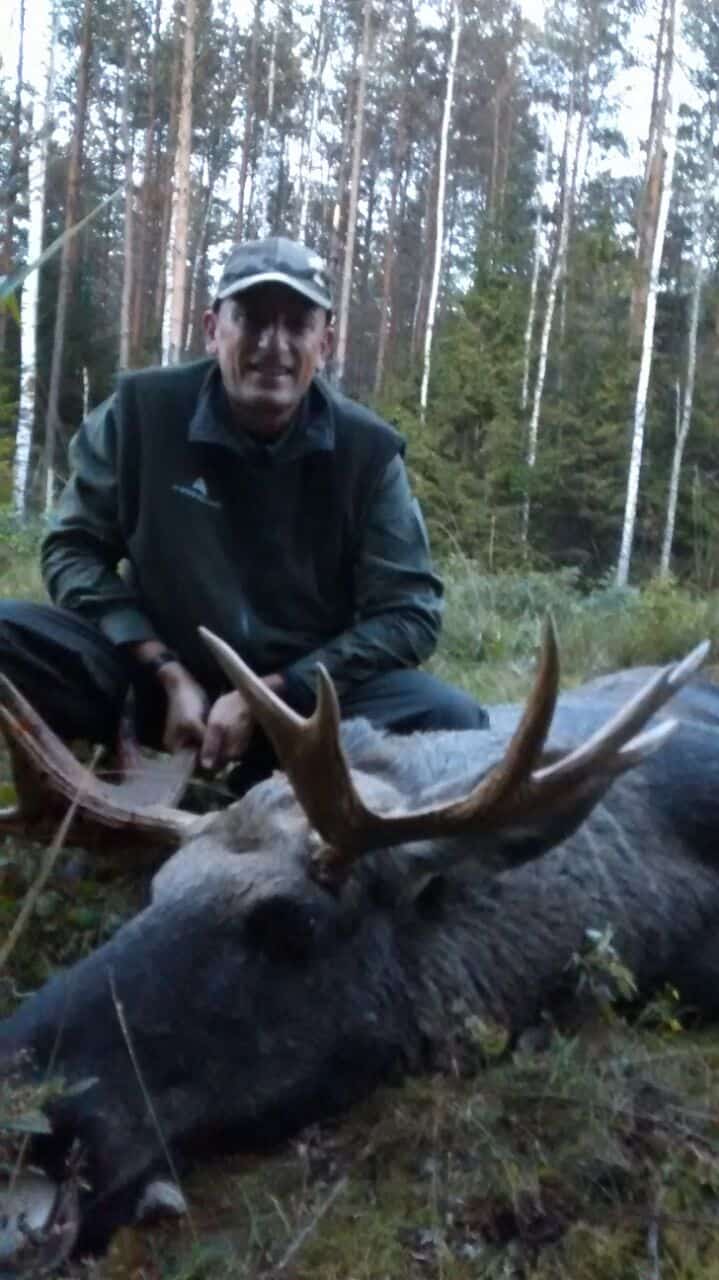 Moose in the forest