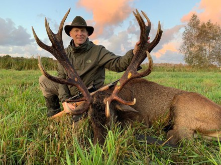 Red deer roaring
