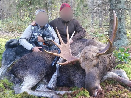 European Moose Hunting